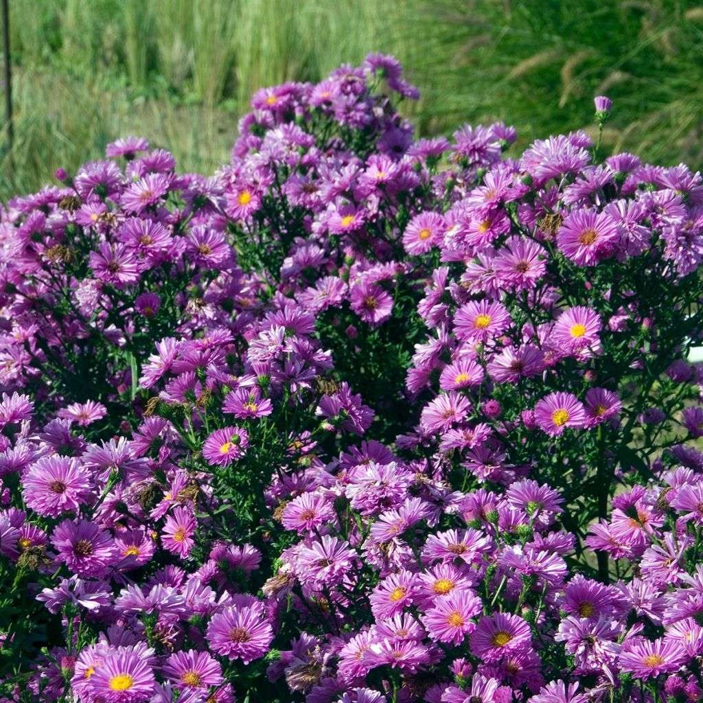 Aster novi-belgii Patricia Ballard - Astro settembrino