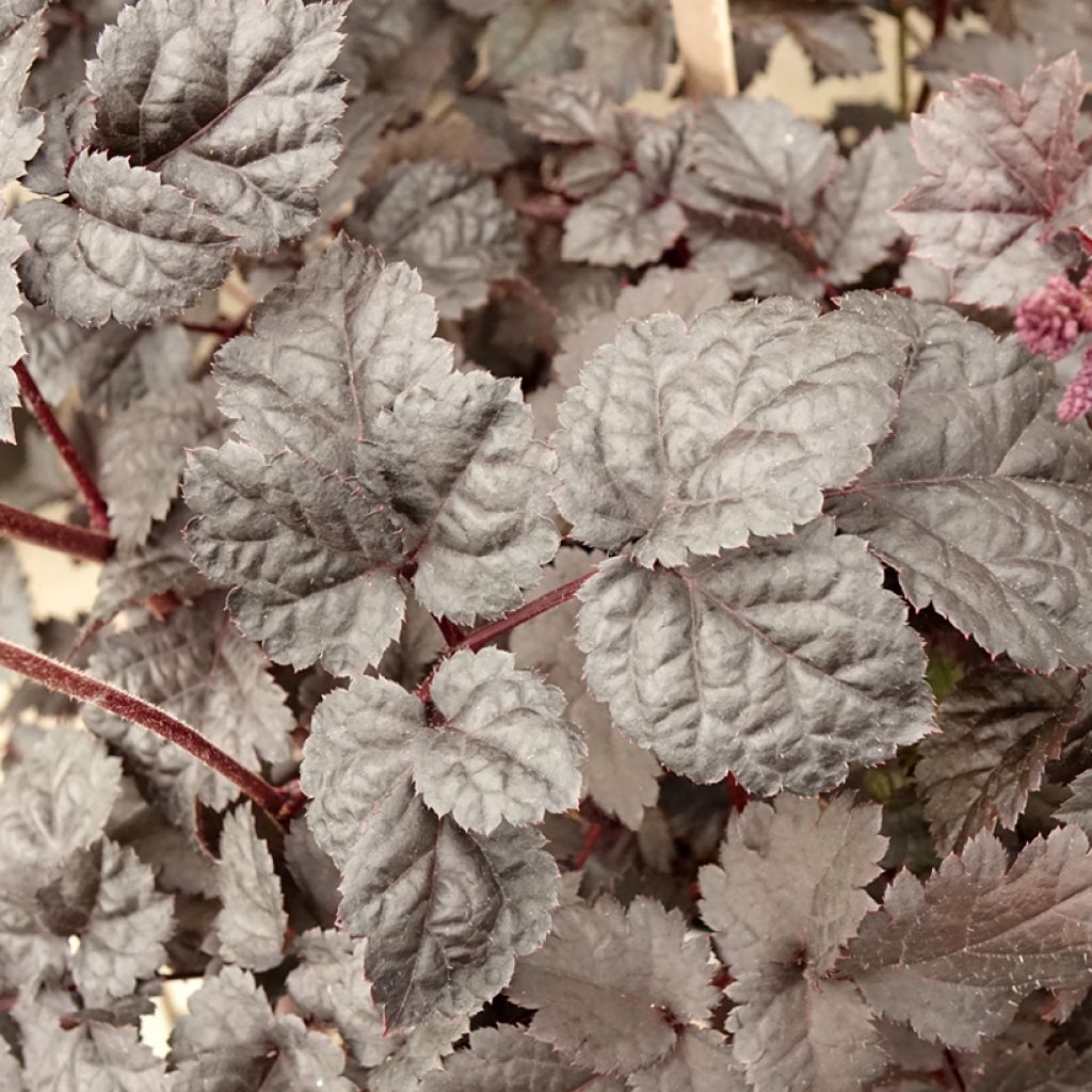 Astilbe chinensis Darkside Of The Moon