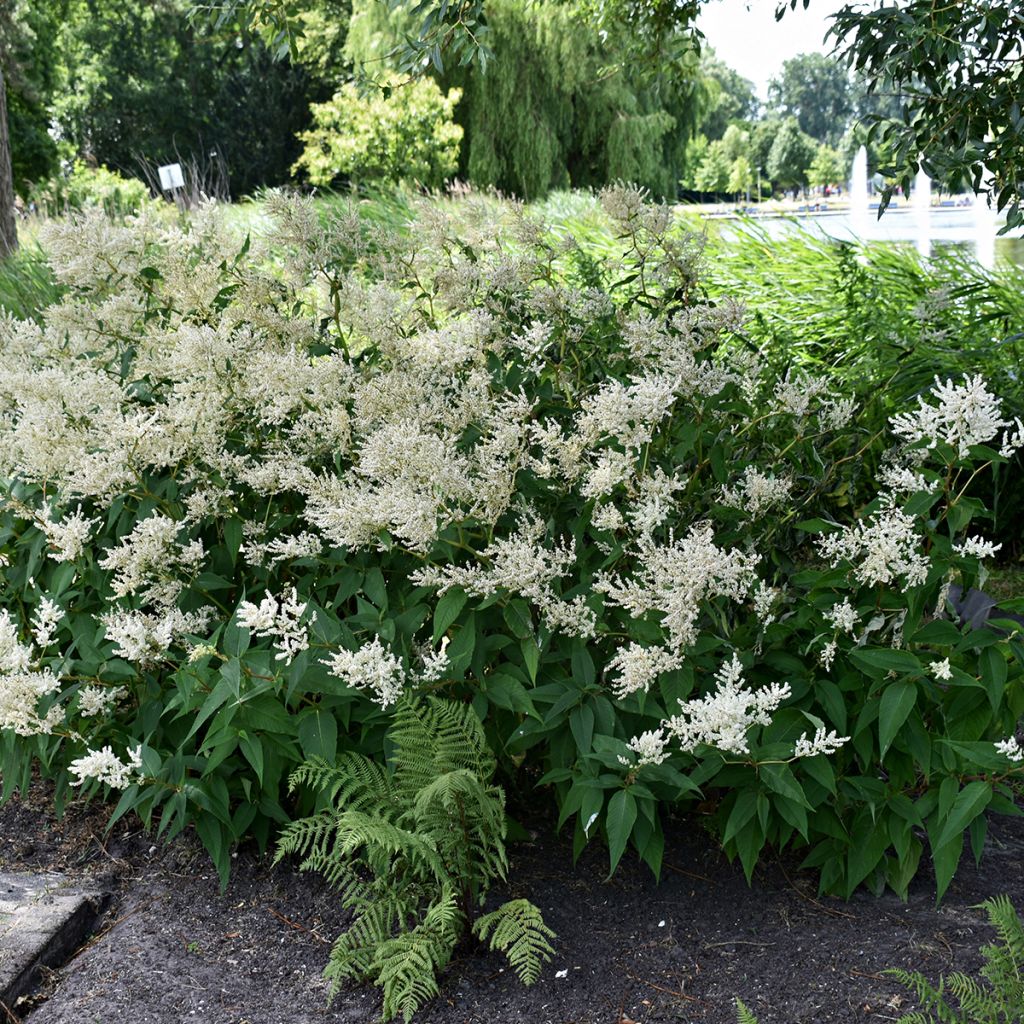 Astilbe japonica Deutschland