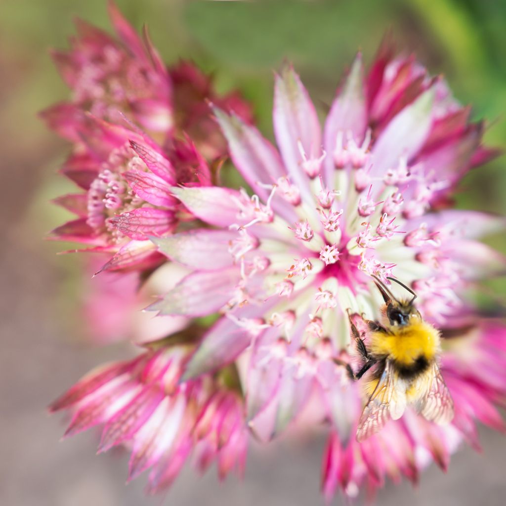 Astrantia major Claret