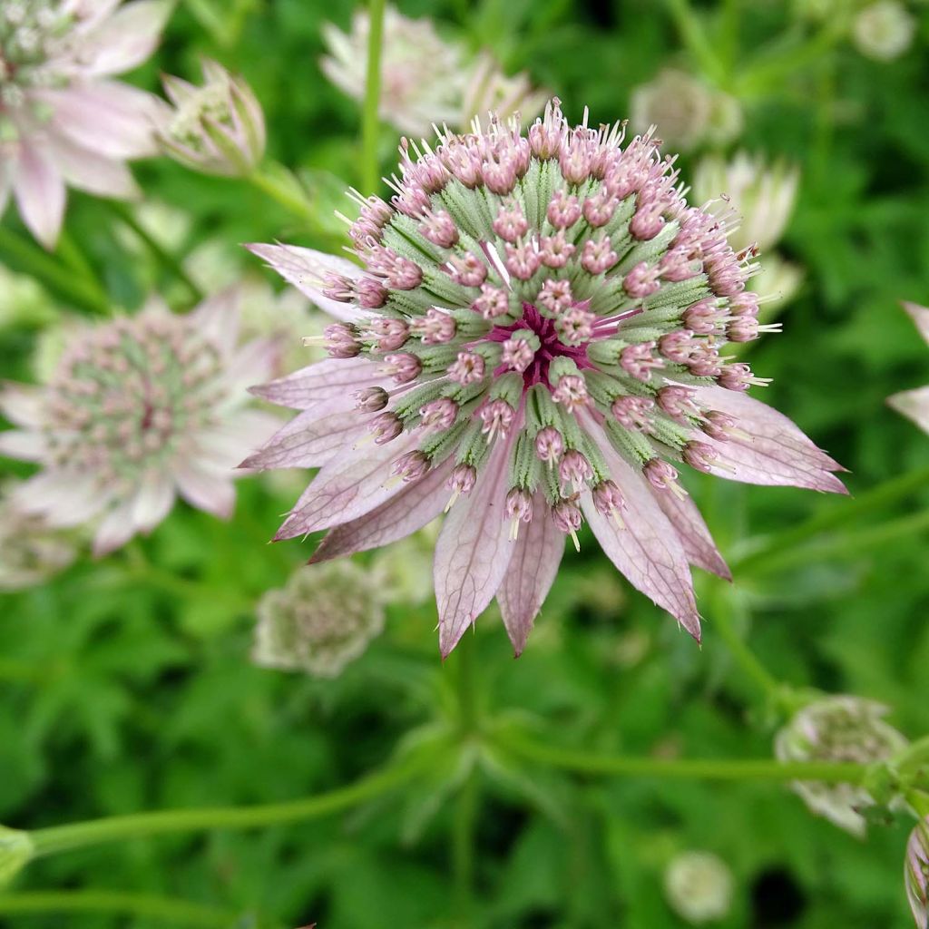Astrantia major Florence