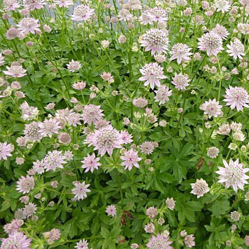Astrantia major Florence
