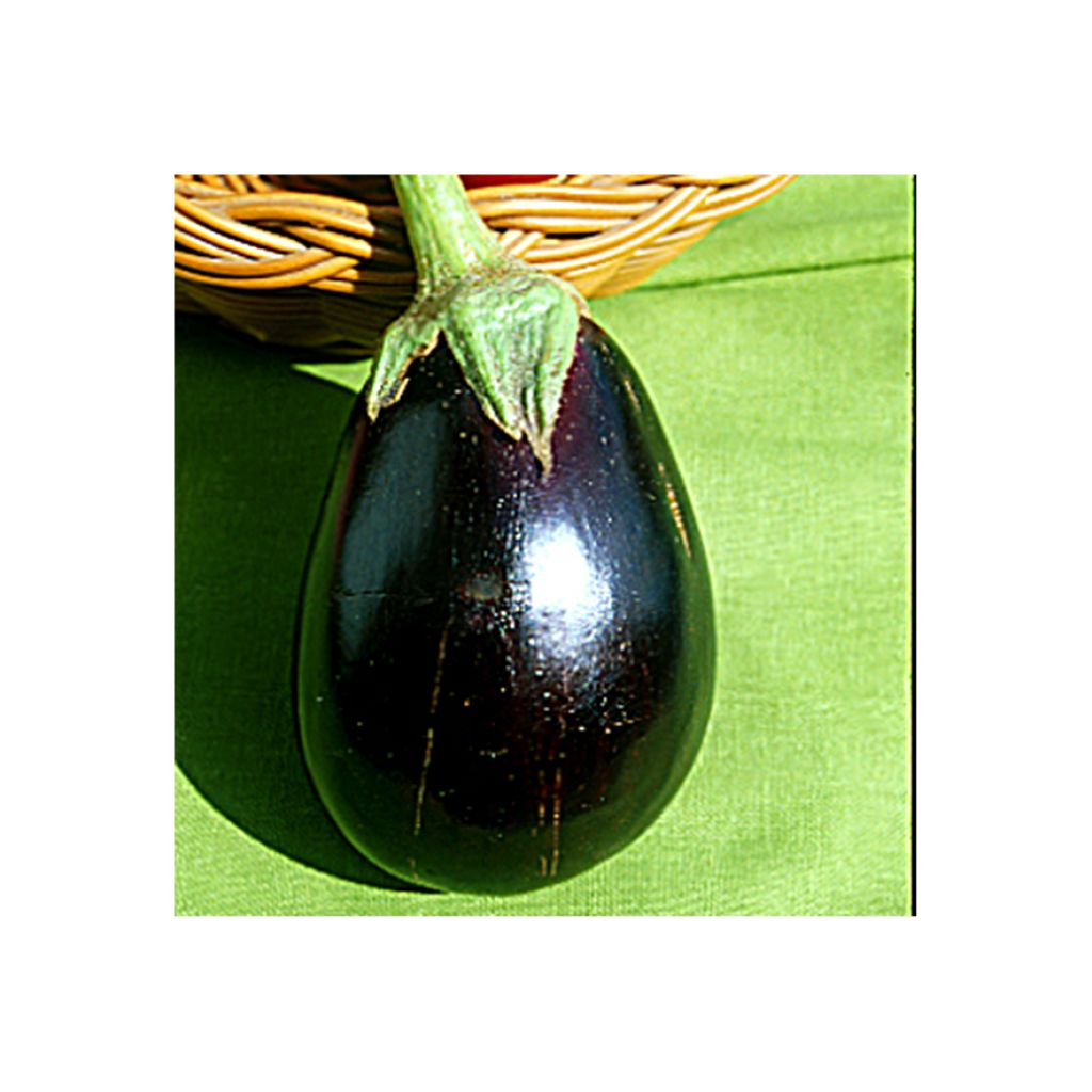 Melanzana Bonica (piante innestate)
