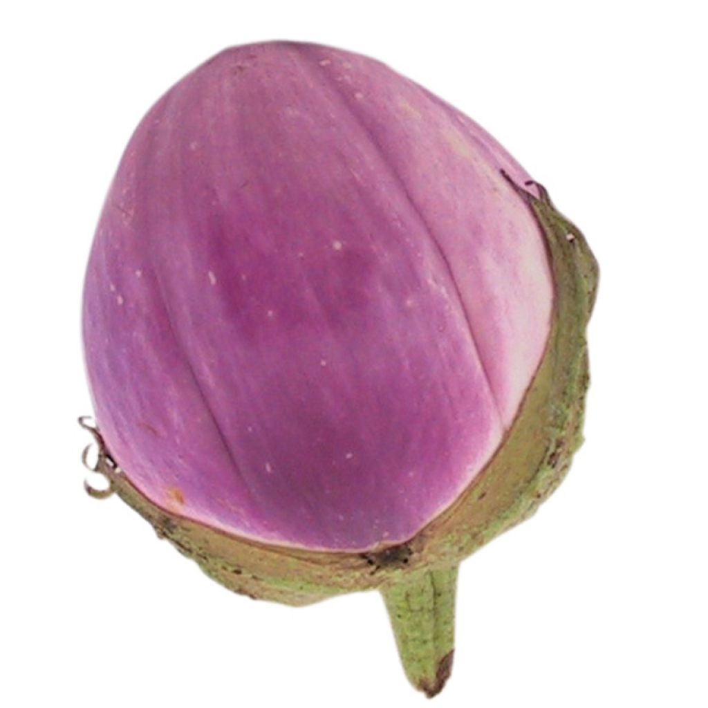 Melanzana Rotonda Bianca di Sfumata