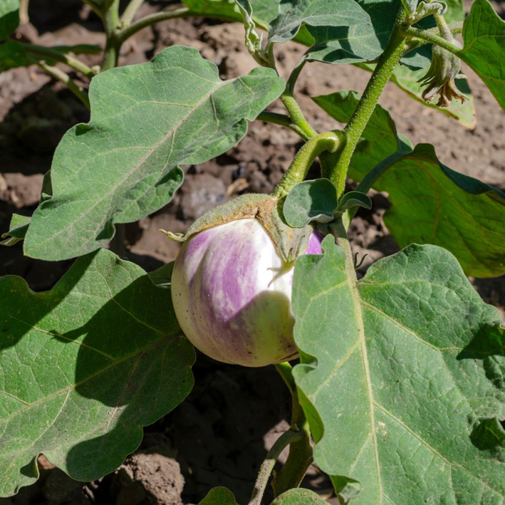 Melanzana Rotonda Bianca di Sfumata