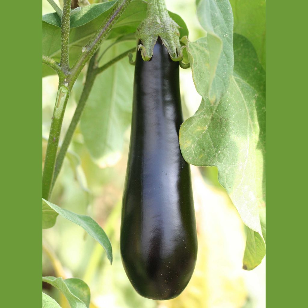 Melanzana Violette longue de Barbentane