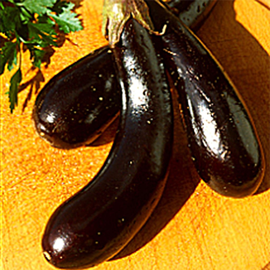 Melanzana Barbentane