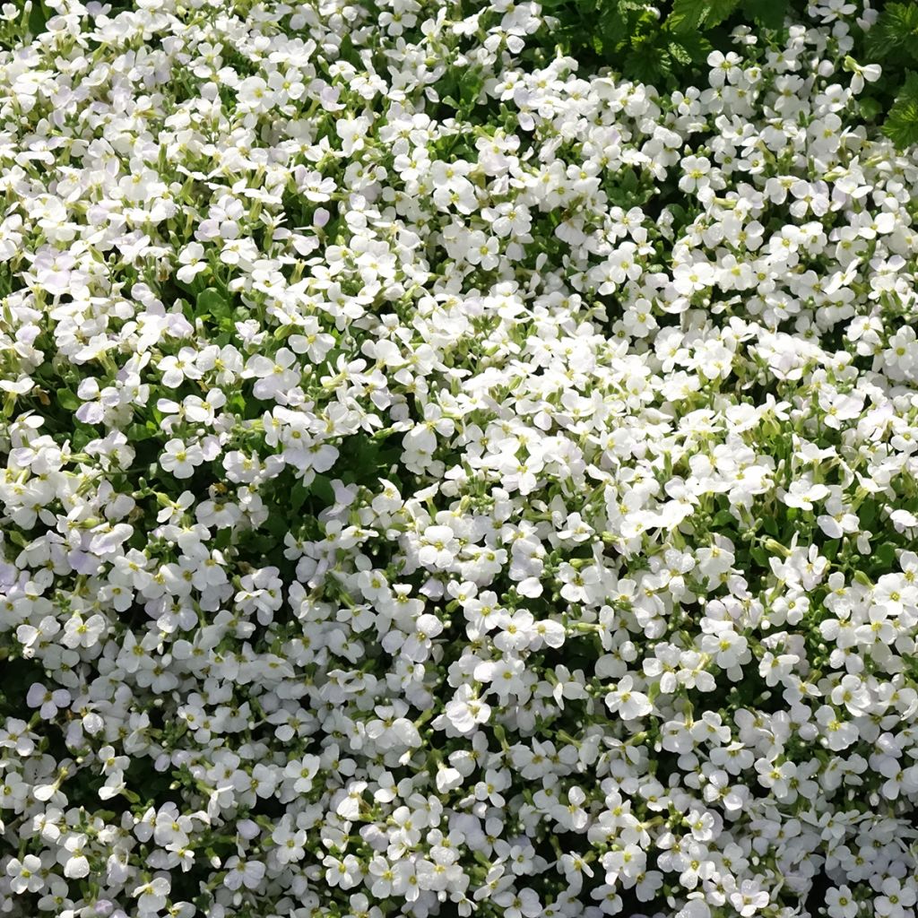 Aubrieta Kitte White - Aubrezia