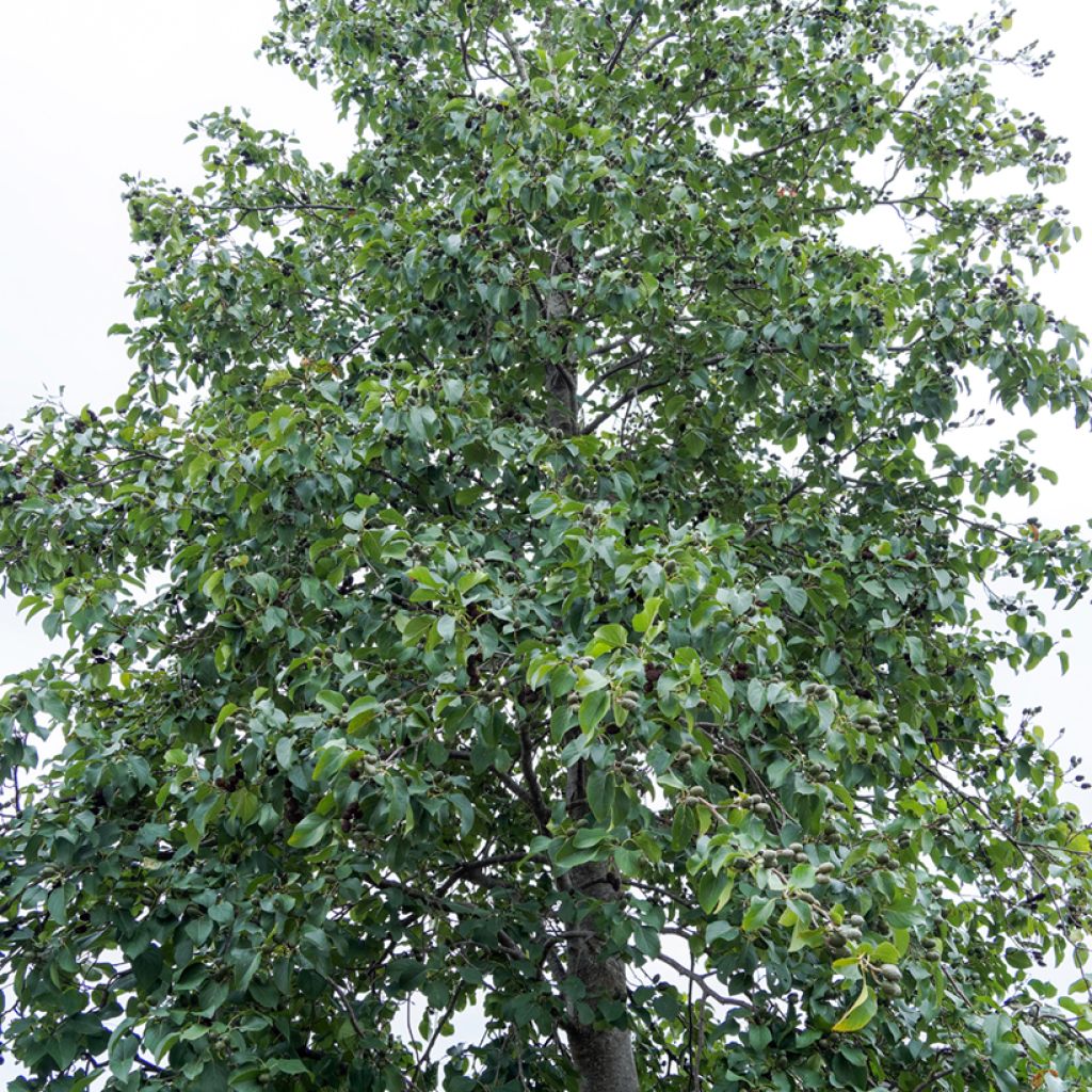 Alnus incana - Ontano bianco