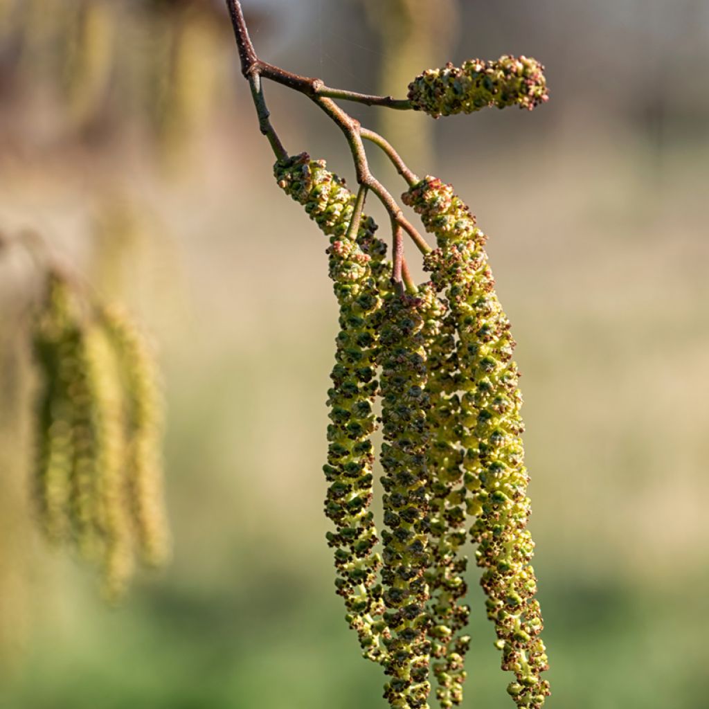 Alnus cordata - Ontano napoletano