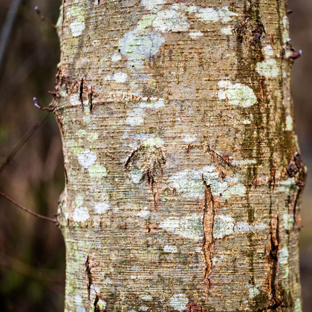 Alnus cordata - Ontano napoletano