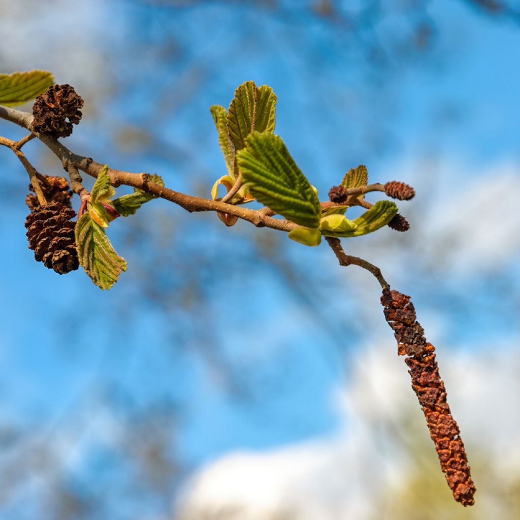 Alnus cordata - Ontano napoletano