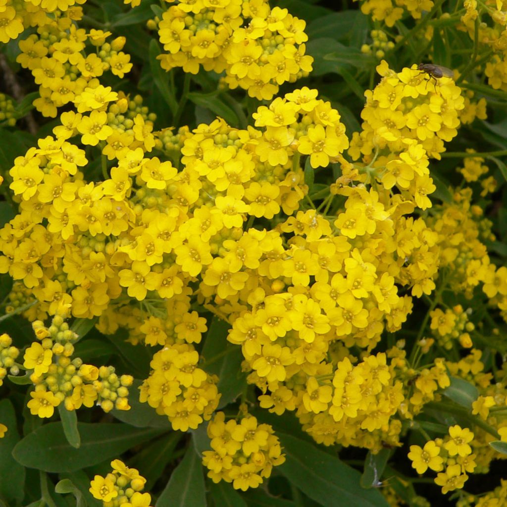 Aurinia saxatilis Goldkugel - Alysse corbeille d'or
