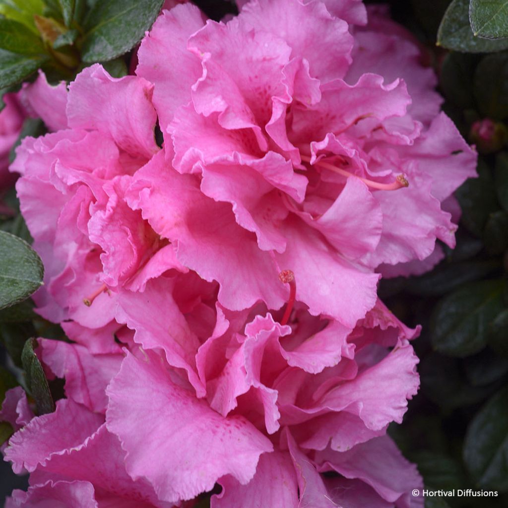 Azalea giapponese Repetita Pink