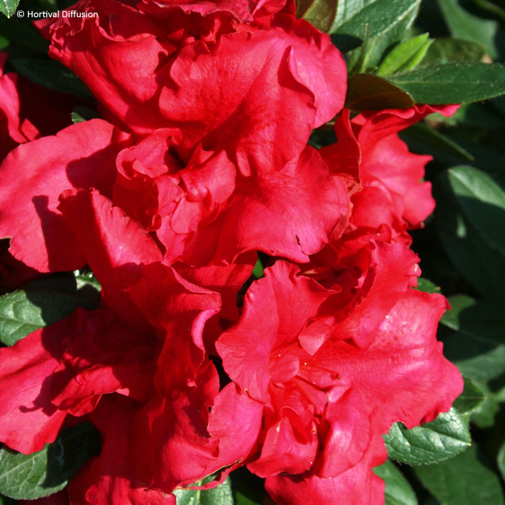 Azalea giapponese REPETITA Red