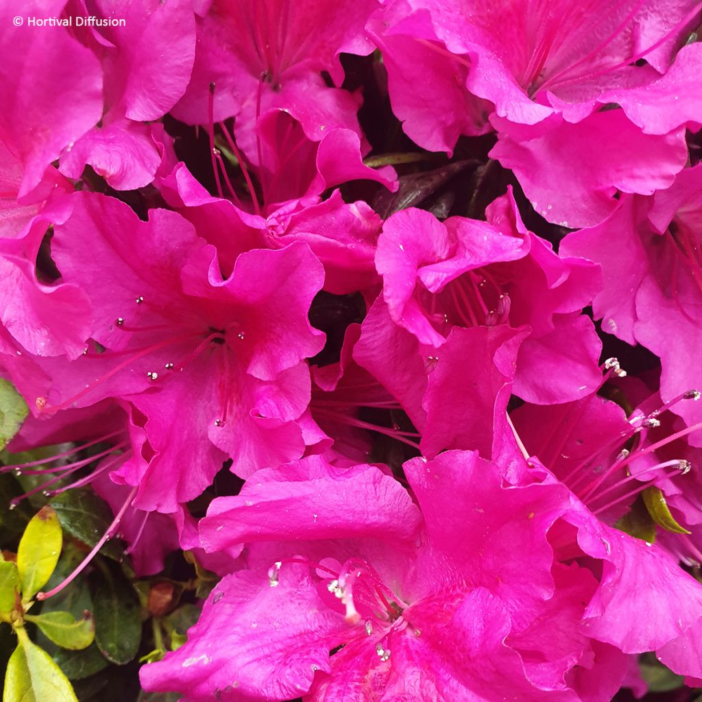 Azalea giapponese REPETITA Violet