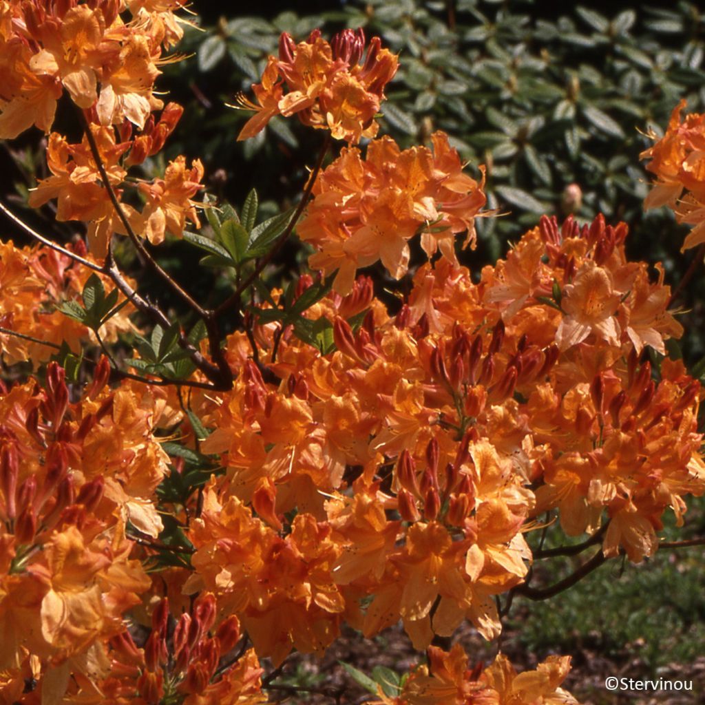 Azalea mollis Hortulanus H Witte