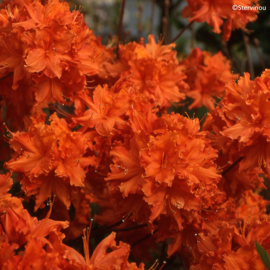 Azalea mollis Orangeade