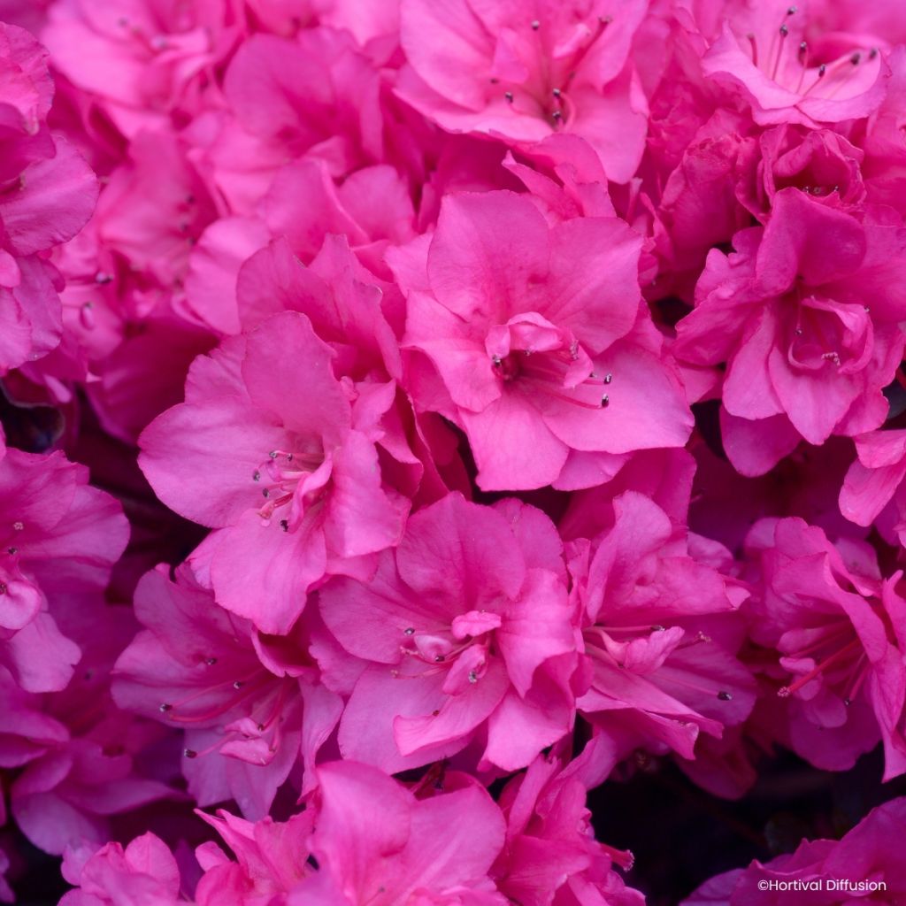 Azalea Flash Dance Pink
