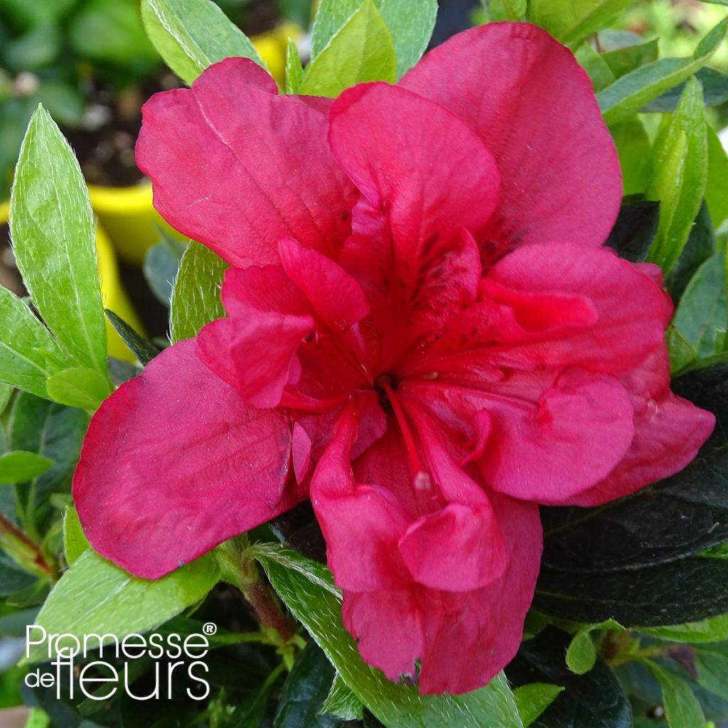 Azalea ENCORE Autumn Fire