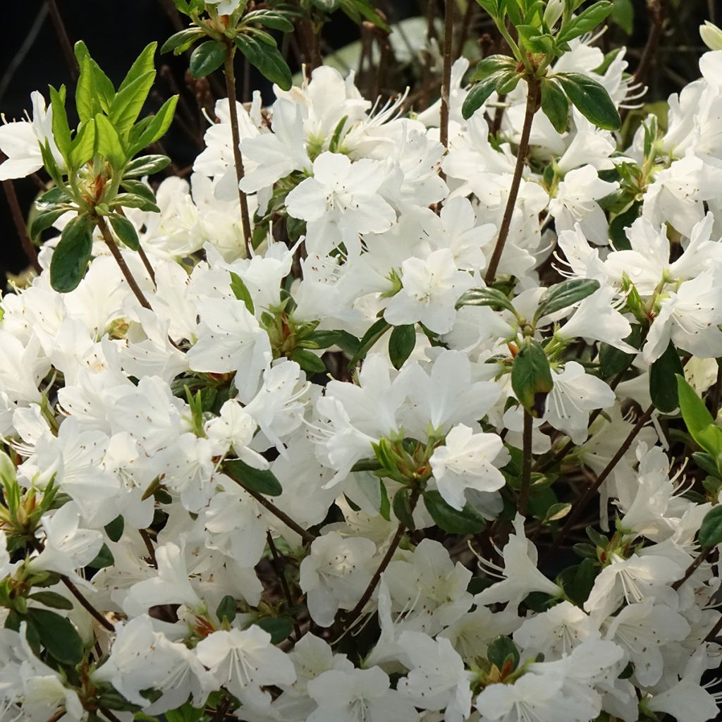 Azalea obtusum Palestrina