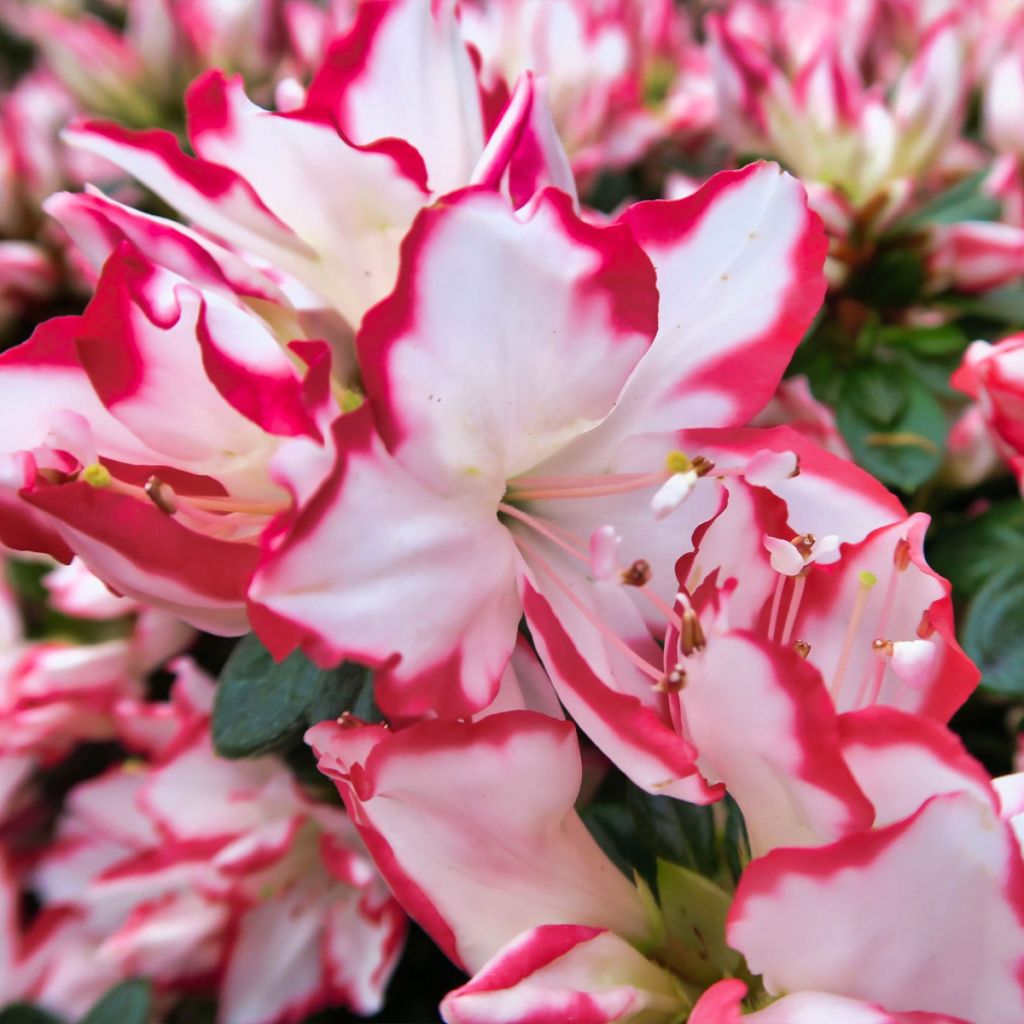 Azalea Sachsenstern