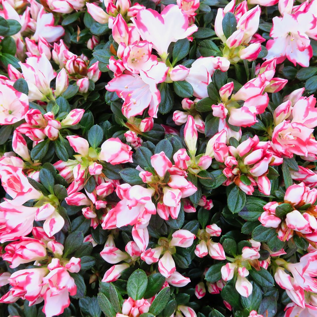 Azalea Sachsenstern