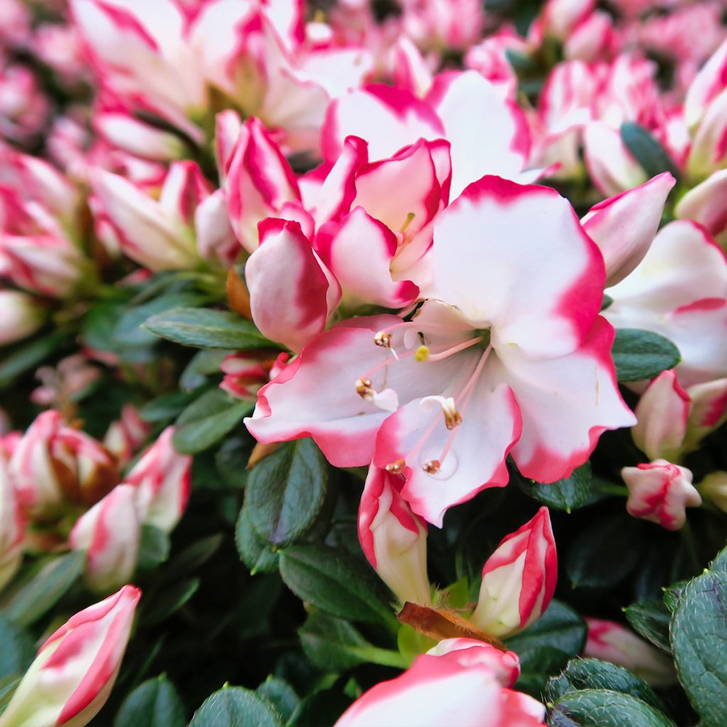 Azalea Sachsenstern