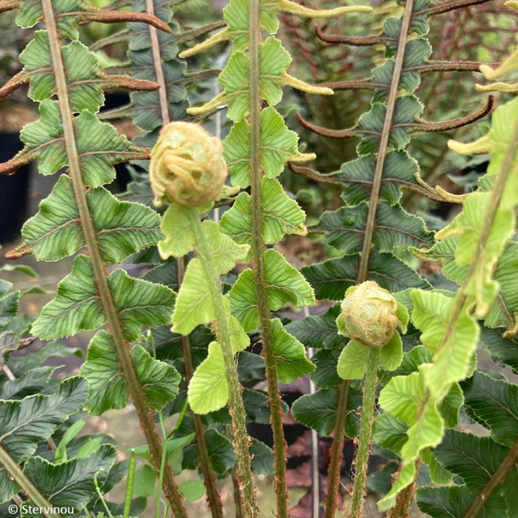 Blechnum discolor - Felce