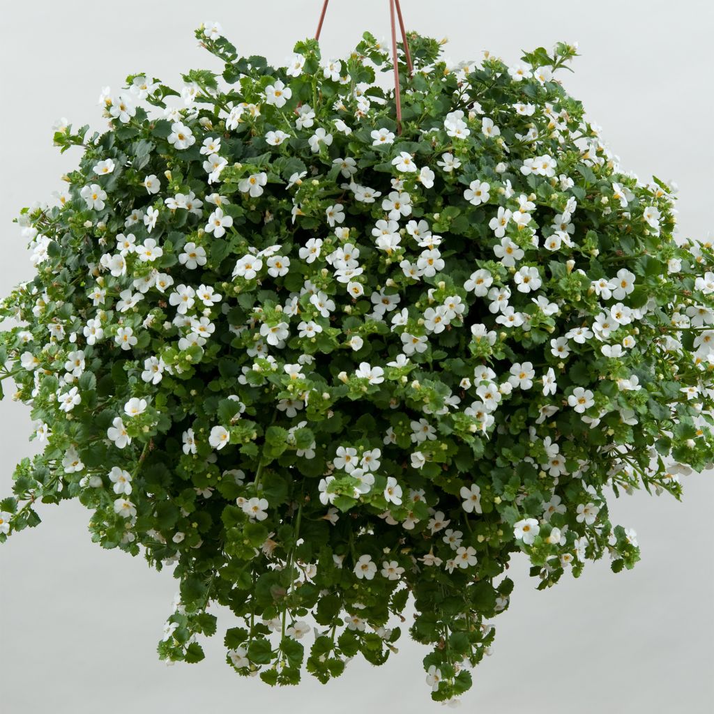 Bacopa Gulliver Dynamic White - Sutera cordata