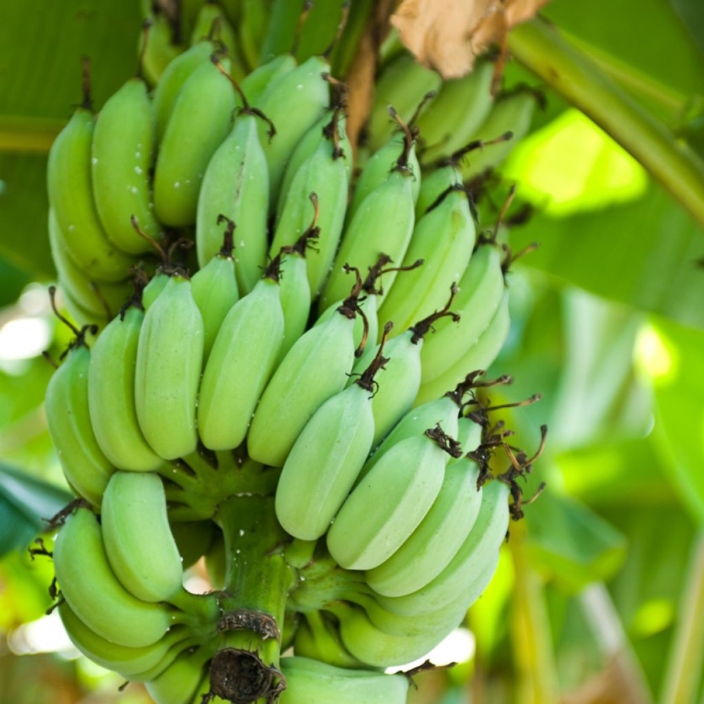 Musa Himalayensis Speciosa - Banano di Darjeeling