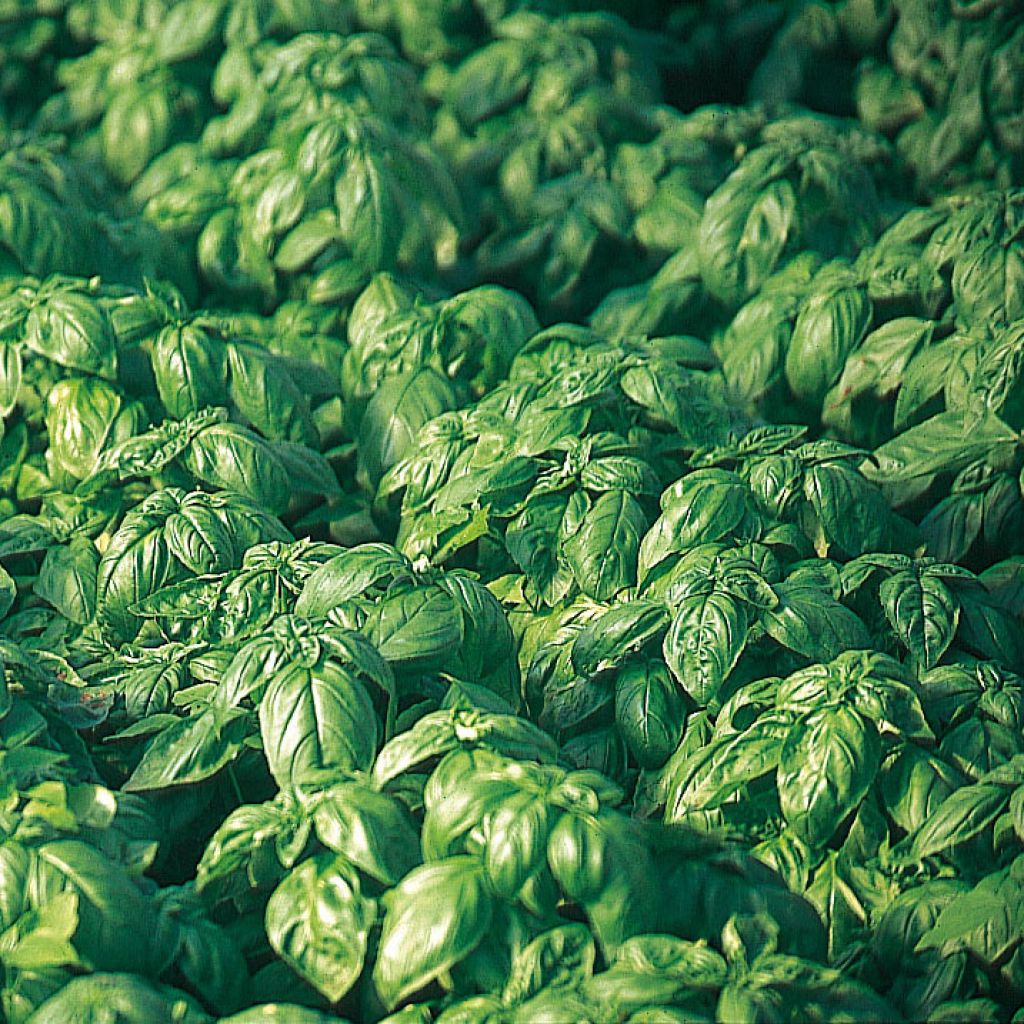 Basilic Grand Vert Bio - Ocimum basilicum