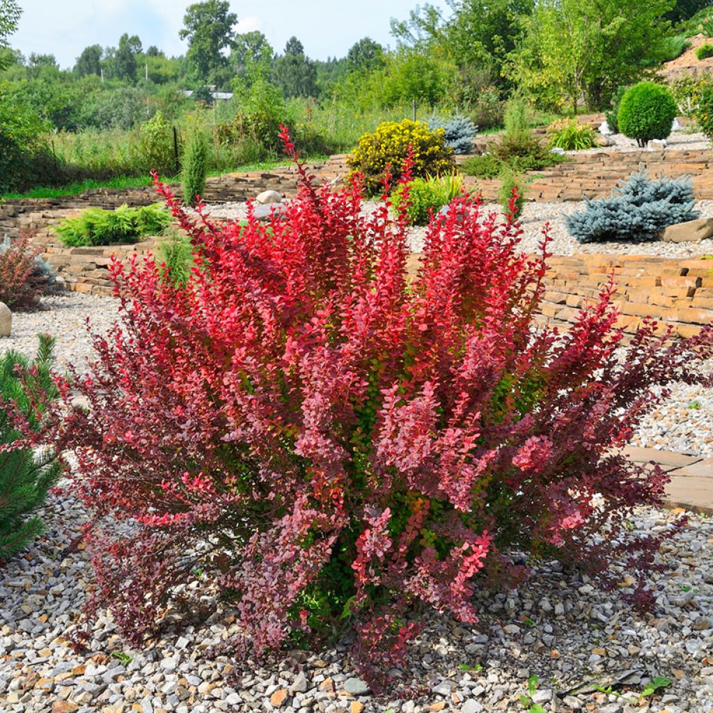 Berberis thunbergii Red Rocket - Crespino giapponese