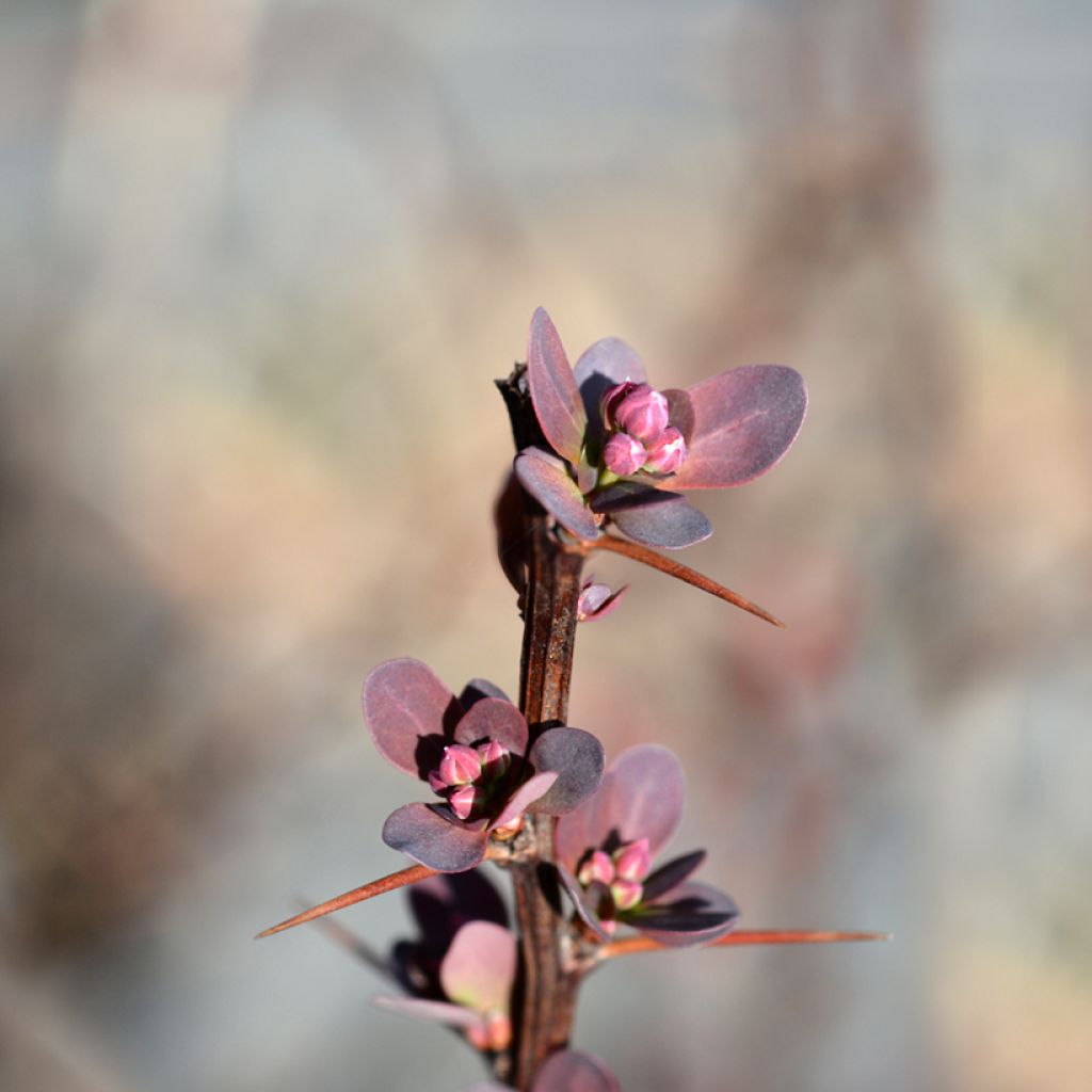 Berberis thunbergii Red Rocket - Crespino giapponese
