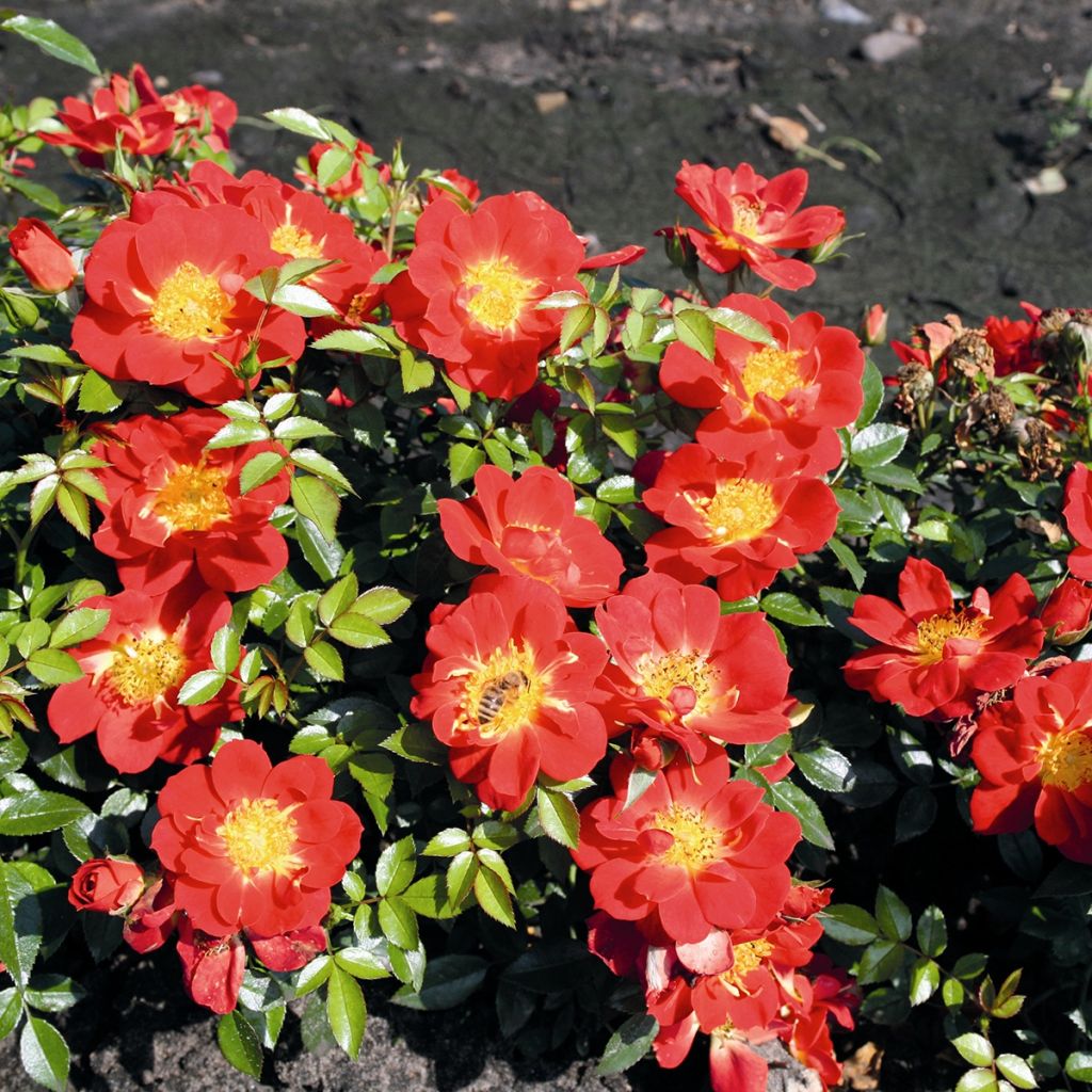 Rosier Bee's Paradise ® Light Red