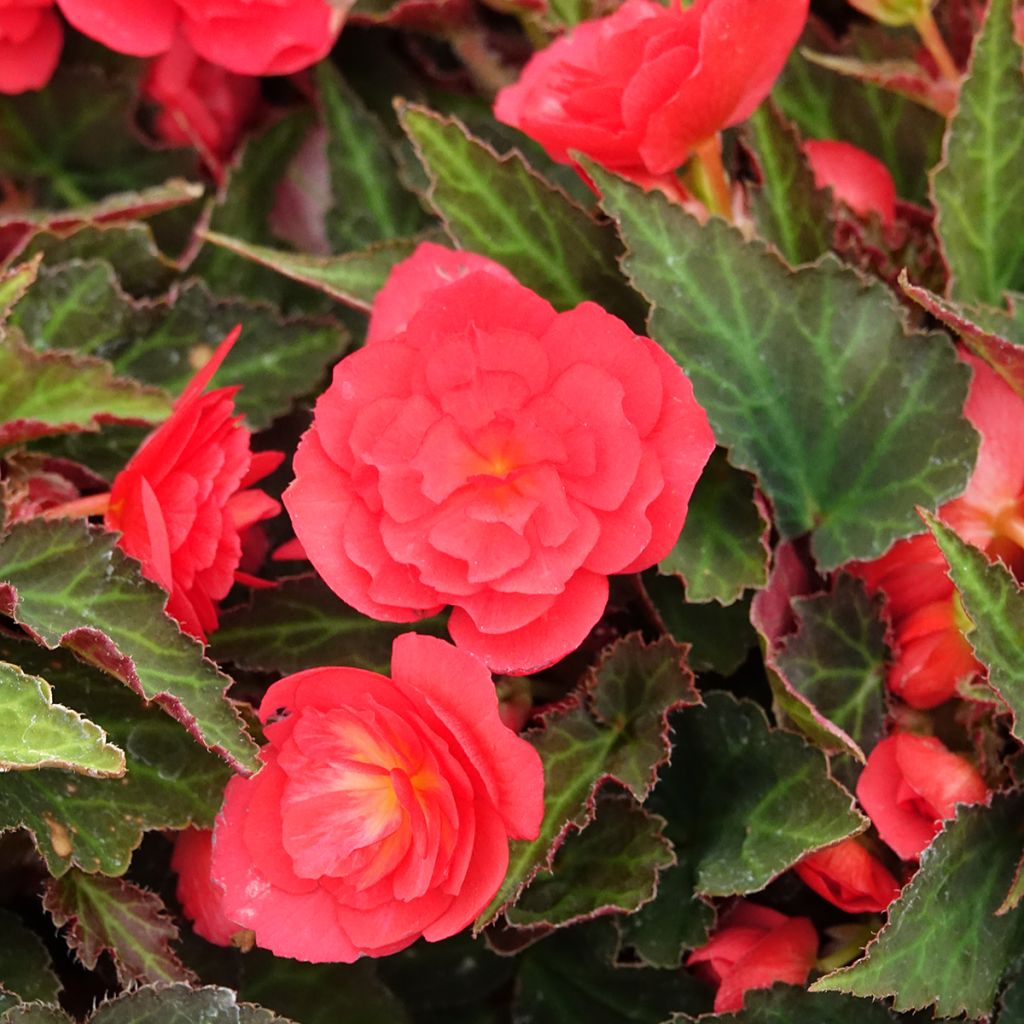 Begonia Bellissa Red