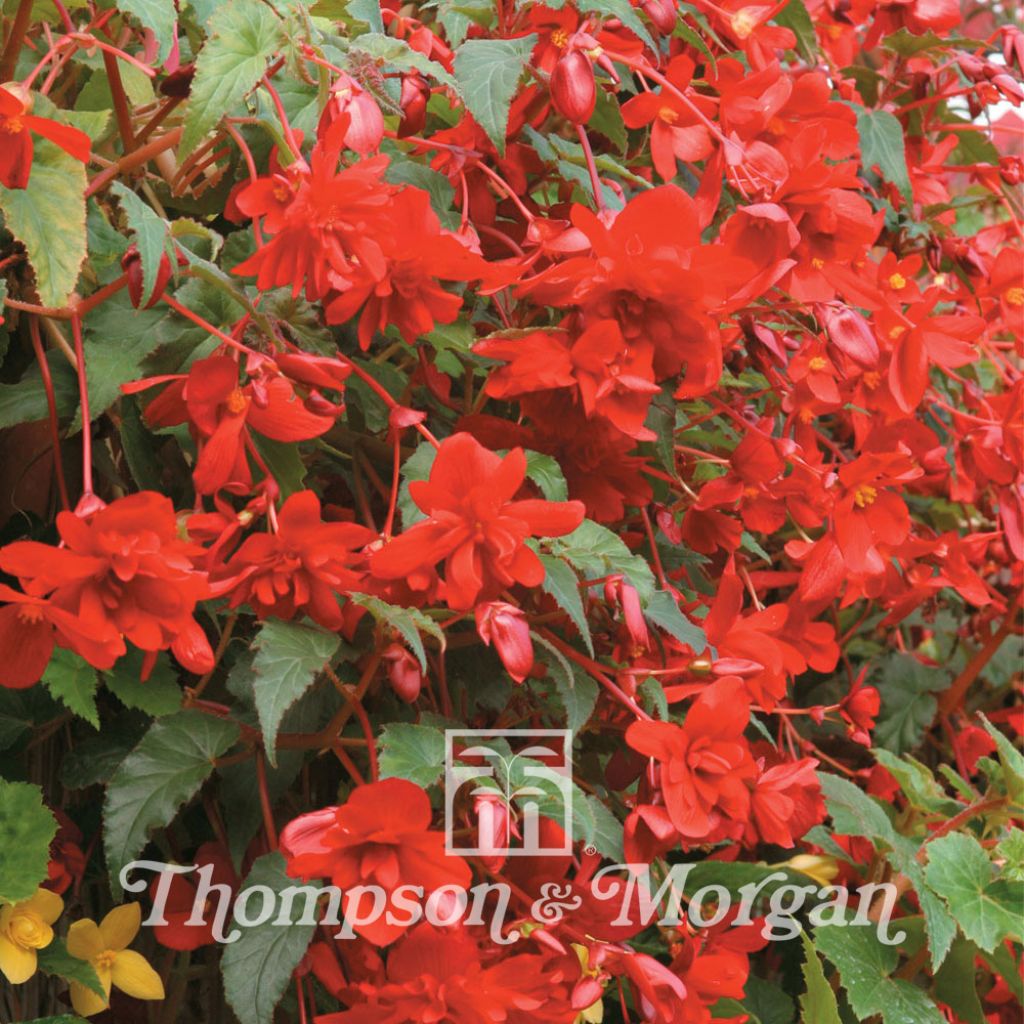 Begonia Chanson Deep Red F1 Hybrid