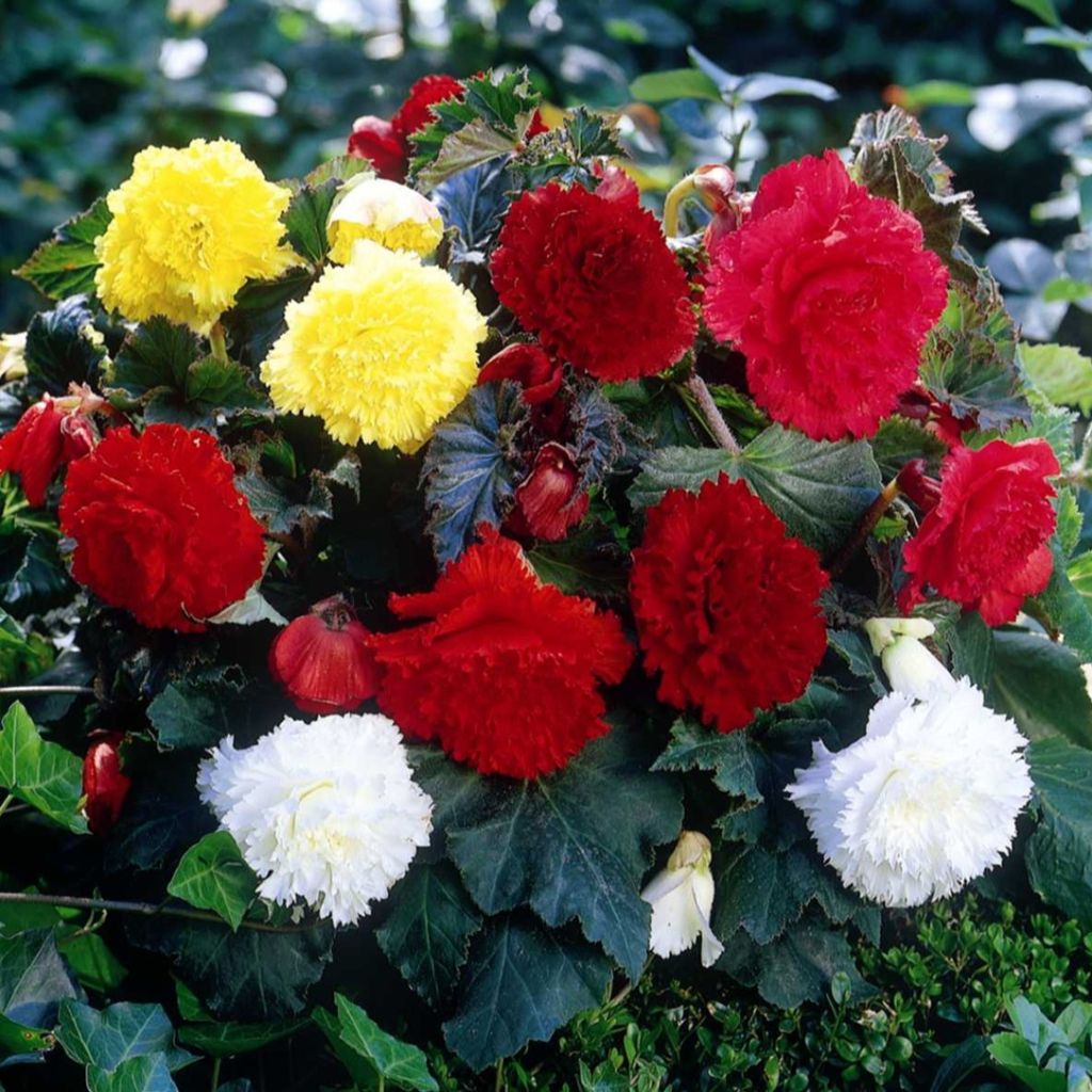Begonia Fimbriata mix sei colori