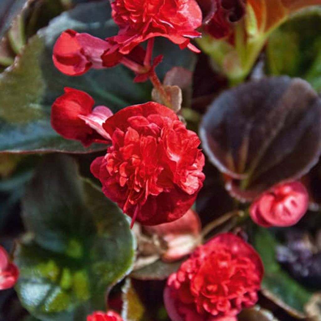 Bégonia Gumdrop Coco Red
