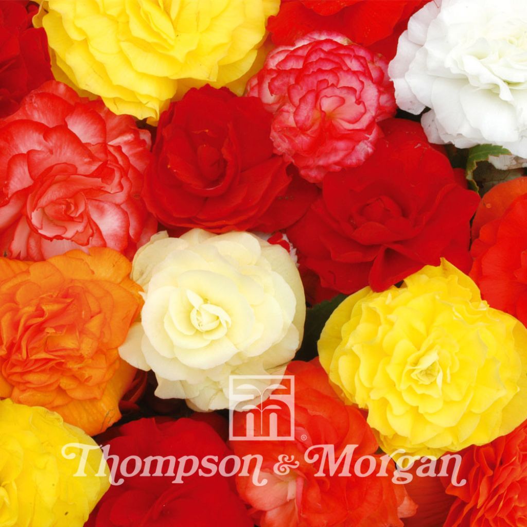 Begonia Non-Stop Mixed F1 Hybrid