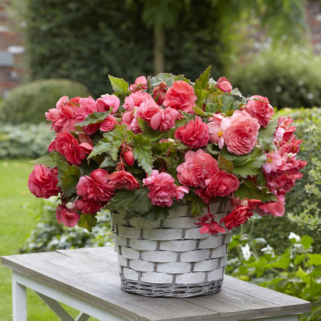 Begonia Odorata  Pink Delight