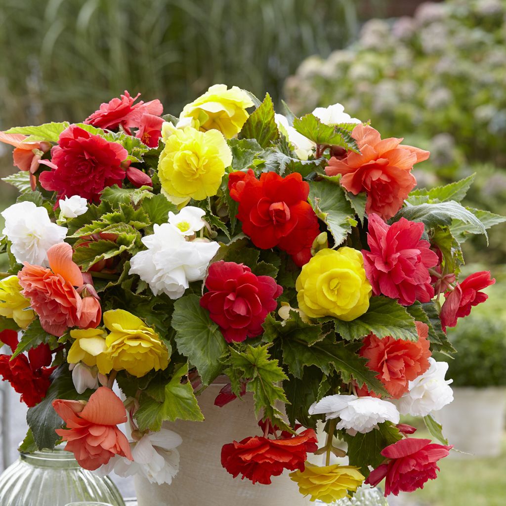 Begonia Pendula Cascade mix sei colori