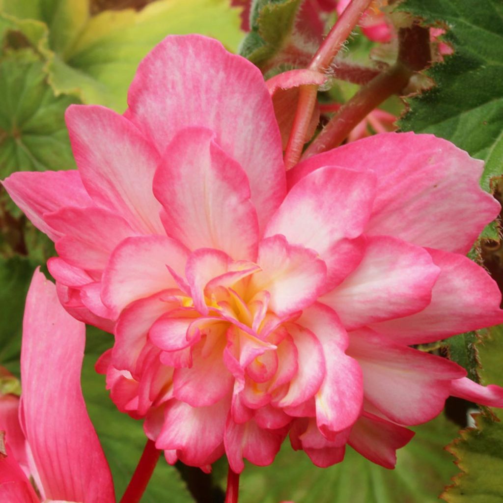 Begonia Pink Balcony - Begonia retombant
