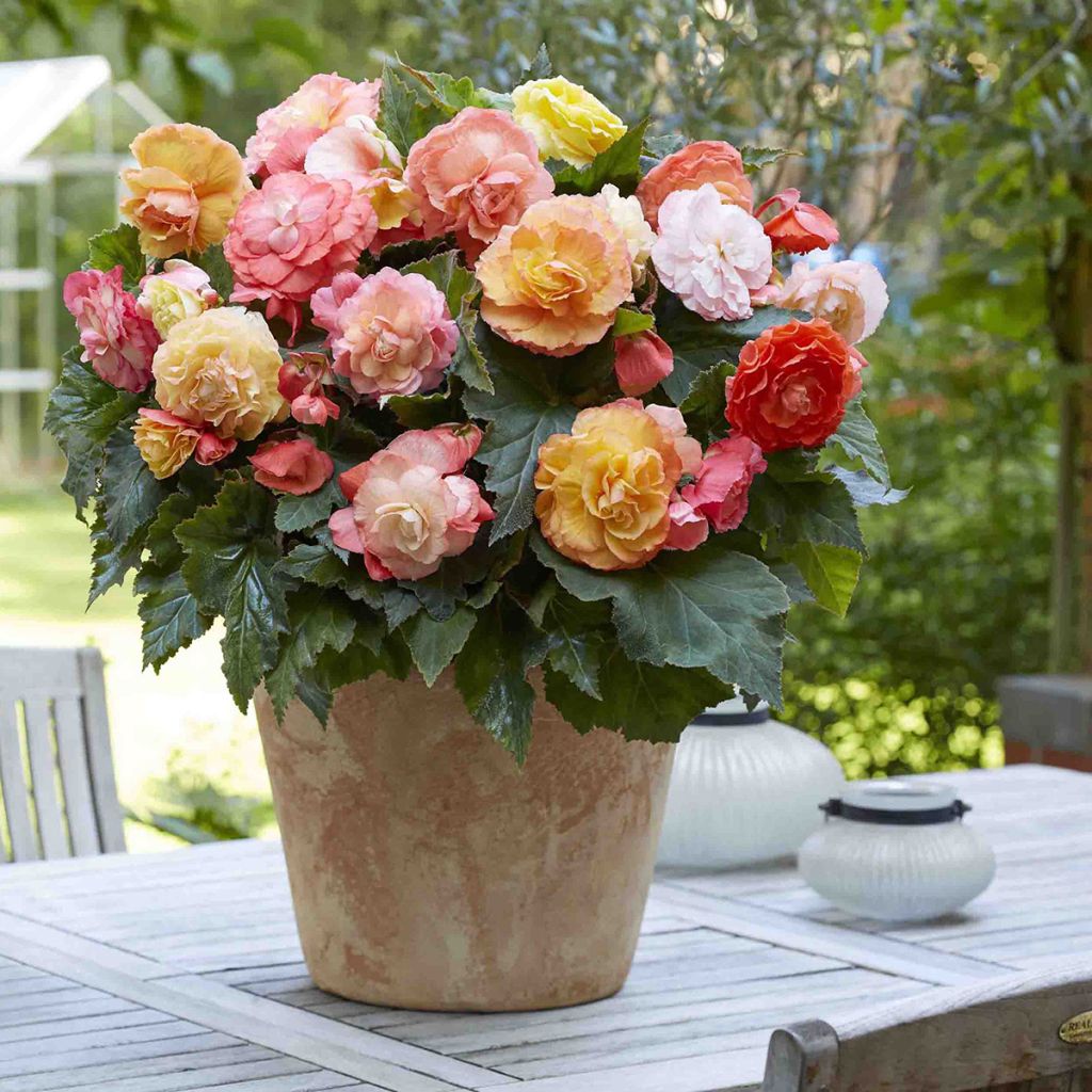 Begonia Superba Bolero