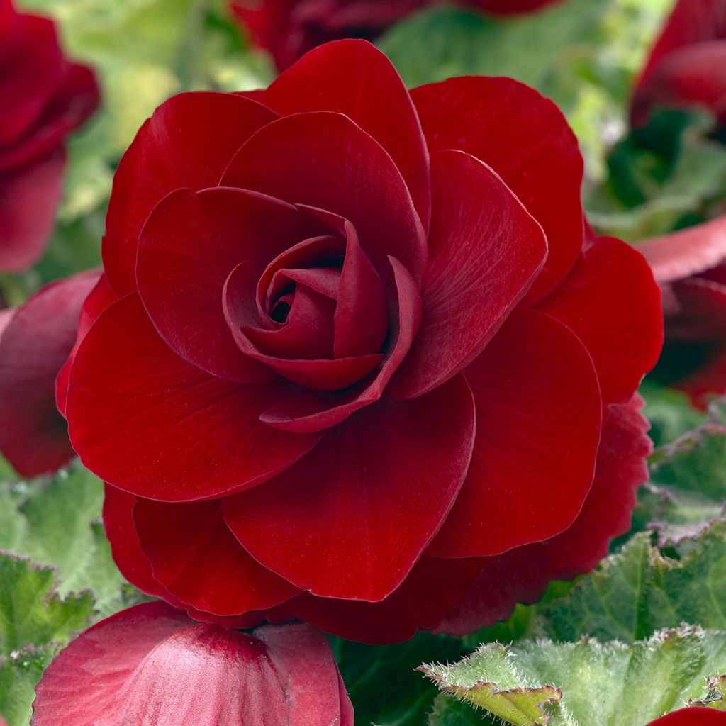 Begonia Grandiflora Dark red