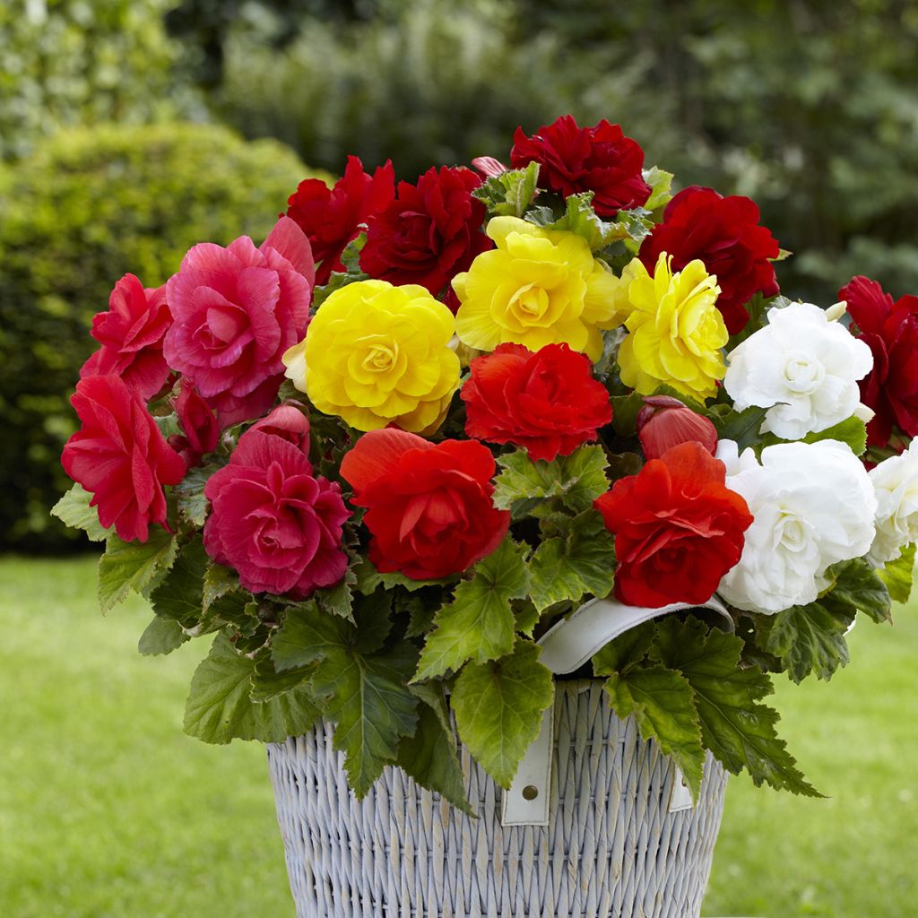 Begonia Grandiflora Double Mix otto colori