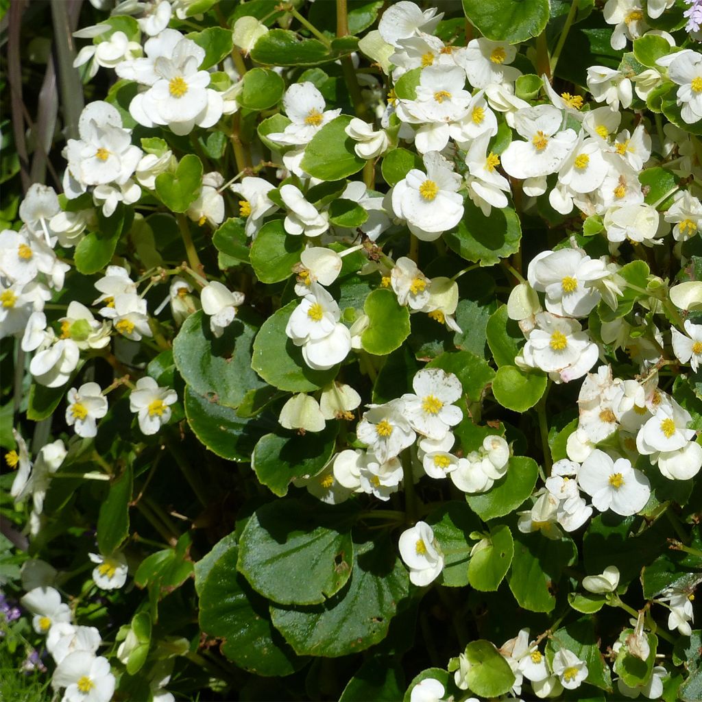 Bégonia semperflorens Super Olympia blanc - Bégonia annuel à massif