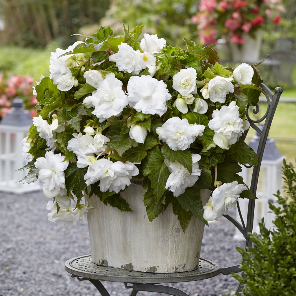 Begonia Multiflora Maxima white