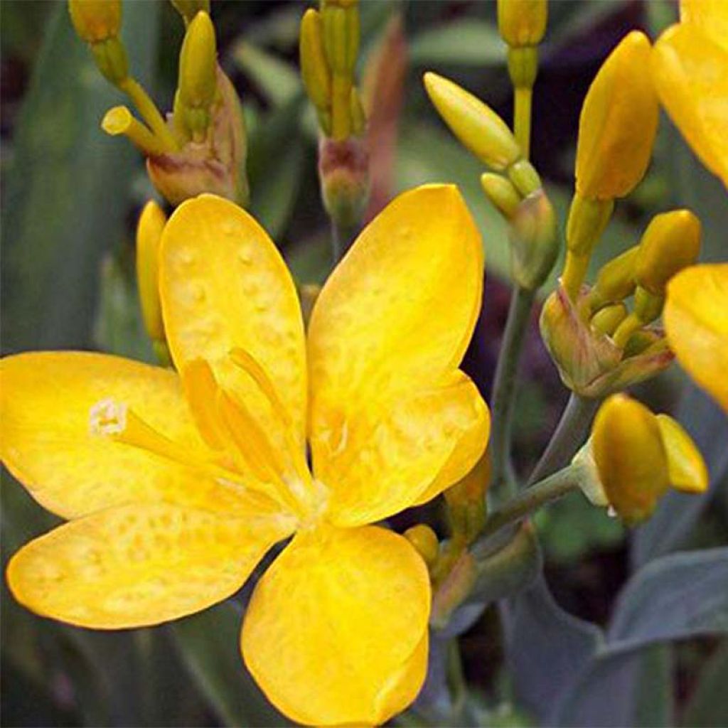 Belamcanda chinensis Hello Yellow