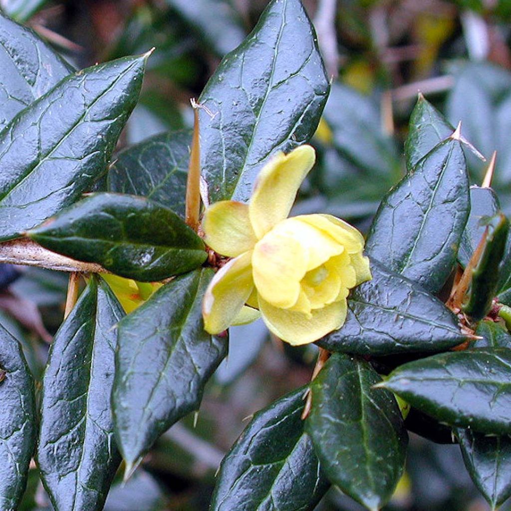 Berberis frikartii Amstelveen - Crespino